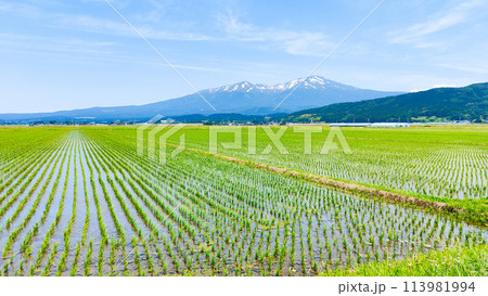 酒田市から望む鳥海山 113981994