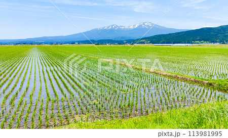酒田市から望む鳥海山 113981995
