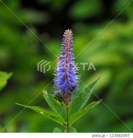 【日本の高山植物】クガイソウ（伊吹山 2023年） 113982007