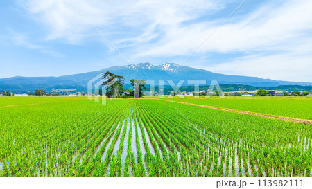 遊佐町から望む鳥海山 113982111