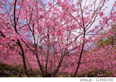 埼玉県秩父郡東秩父村大内沢 早春の里山の斜面に花桃が咲き乱れる「花桃の郷」のピンクが鮮やかな桜並木 埼玉県秩父郡東秩父村大内沢 早春の里山の斜面に花桃が咲き乱れる「花桃の郷」のピンクが鮮やかな桜並木 113982150