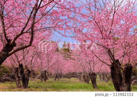 埼玉県秩父郡東秩父村大内沢 早春の里山の斜面に花桃が咲き乱れる「花桃の郷」のピンクが鮮やかな桜並木 埼玉県秩父郡東秩父村大内沢 早春の里山の斜面に花桃が咲き乱れる「花桃の郷」のピンクが鮮やかな桜並木 113982152