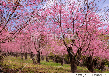 埼玉県秩父郡東秩父村大内沢 早春の里山の斜面に花桃が咲き乱れる「花桃の郷」のピンクが鮮やかな桜並木 埼玉県秩父郡東秩父村大内沢 早春の里山の斜面に花桃が咲き乱れる「花桃の郷」のピンクが鮮やかな桜並木 113982153