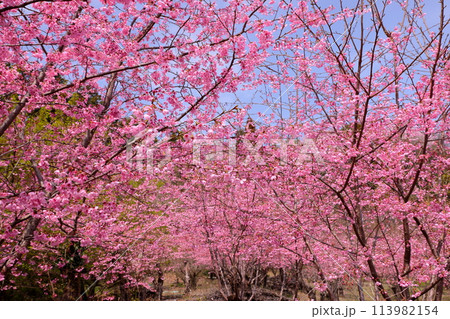 埼玉県秩父郡東秩父村大内沢 早春の里山の斜面に花桃が咲き乱れる「花桃の郷」のピンクが鮮やかな桜並木 埼玉県秩父郡東秩父村大内沢 早春の里山の斜面に花桃が咲き乱れる「花桃の郷」のピンクが鮮やかな桜並木 113982154