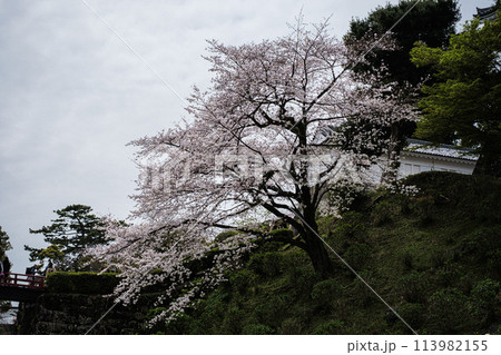 神奈川県小田原城址公園の桜 神奈川県小田原城址公園の桜 113982155