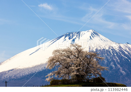 岩手県八幡平市の為内の一本桜 113982446
