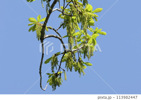 自然　植物　ミズナラ、四月の新緑。若葉の葉腋から沢山の穂状の雄花花序が垂れ下がっています① 113982447
