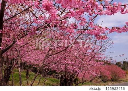 埼玉県秩父郡東秩父村大内沢花桃の郷 早春の里山の斜面のピンクが鮮やかな桜並木と花桃 埼玉県秩父郡東秩父村大内沢花桃の郷 早春の里山の斜面のピンクが鮮やかな桜並木と花桃 113982456