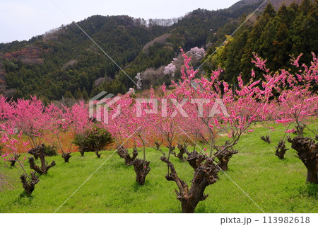 埼玉県秩父郡東秩父村大内沢　早春の里山の斜面に、ピンクが鮮やかな花桃が咲き乱れる大内沢花桃の郷 113982618