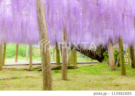 藤の花　河内藤園　福岡県北九州市 113982885