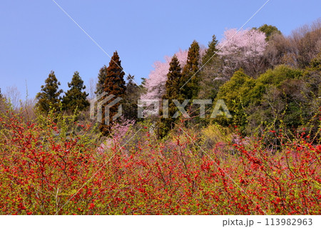 埼玉県秩父郡東秩父村大内沢　早春の里山の斜面に花桃が咲き乱れる「花桃の郷」　ボケや山桜の景色 113982963