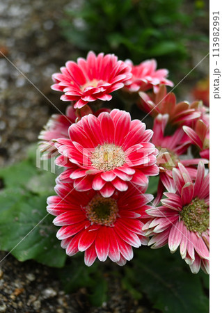 赤いガーベラの花 113982991