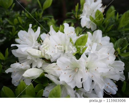 白のクルメツツジ 113983006