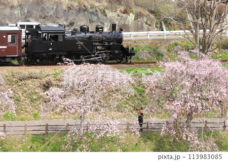 真岡鐵道「桜の木の下からSLもおか号を見送る親子」 真岡鐵道「桜の木の下からSLもおか号を見送る親子」 113983085