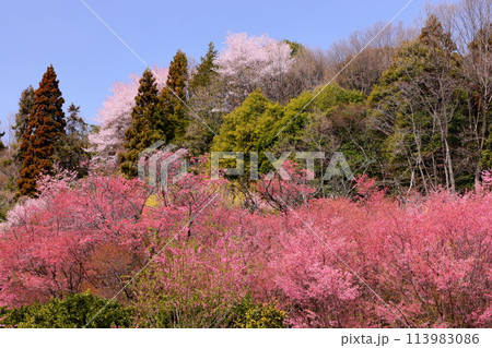 埼玉県秩父郡東秩父村大内沢 早春の里山の斜面に花桃が咲く「花桃の郷」のいろいろな種類の桜 埼玉県秩父郡東秩父村大内沢 早春の里山の斜面に花桃が咲く「花桃の郷」のいろいろな種類の桜 113983086
