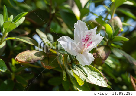 秋の日差しに調和するツツジの花 113983289