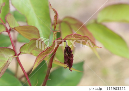 バラの害虫被害 バラの害虫被害 113983321