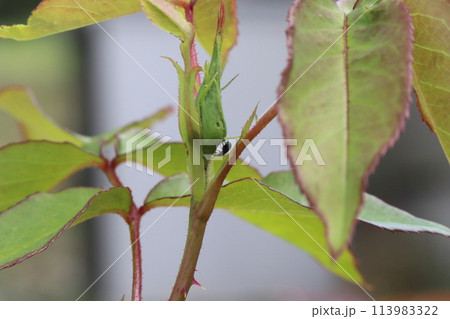 バラの害虫被害 バラの害虫被害 113983322