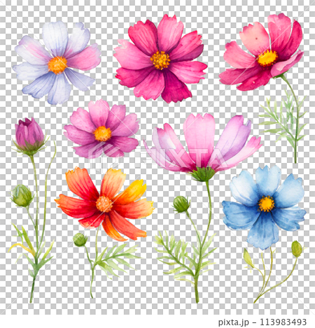 水彩タッチのコスモスのイラストのイラスト素材 [113983493] - PIXTA