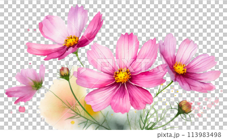 絵　コスモス 51DT5Xpka2L._UF350,350_QL50_.jpg