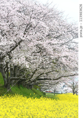 菜の花と桜のある風景 113983626