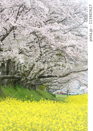菜の花と桜のある風景 菜の花と桜のある風景 113983627