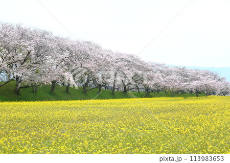 菜の花と桜のある風景 113983653