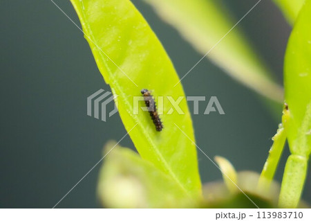 ミカンの木で若い葉を食べる小さなアゲハの幼虫 113983710