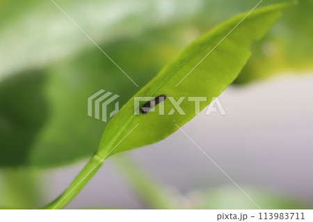 ミカンの木で若い葉を食べる小さなアゲハの幼虫 113983711