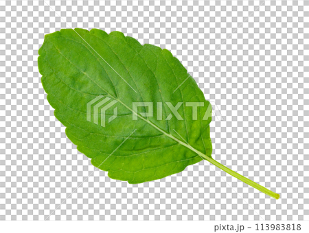 Holy Basil leaf or thai basil or Ocimum sanctum isolated. Green leaves pattern 113983818