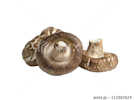 Shiitake Mushrooms isolated 113983824