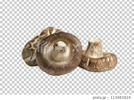 Shiitake Mushrooms isolated 113983824