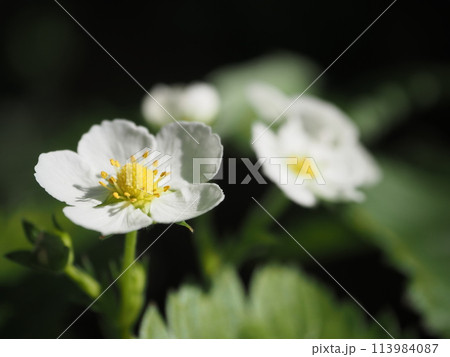 いちごの花　1 113984087