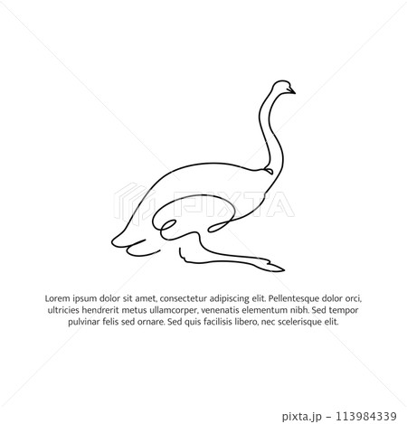 Ostrich line design. Simple animal silhouette decorative elements drawn with one continuous line. Vector illustration of minimalist style on white background. Ostrich line design. Simple animal silhouette decorative elements drawn with one continuous line. Vector illustration of minimalist style on white background. 113984339