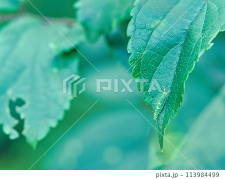 葉の上のオオムラサキ幼虫 113984499