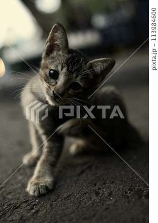 可愛い猫 可愛い猫 113984600