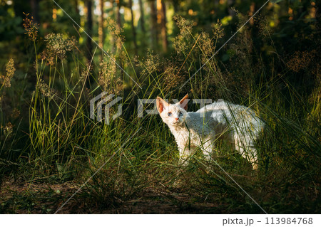Cute Funny Curious Playful Beautiful Devon Rex Cat walking in park grass. Obedient Devon Rex Cat With Cream Fur Color. Cats Portrait. Amazing Happy Pets. hairless cat. copy space Cute Funny Curious Playful Beautiful Devon Rex Cat walking in park grass. Obedient Devon Rex Cat With Cream Fur Color. Cats Portrait. Amazing Happy Pets. hairless cat. copy space 113984768