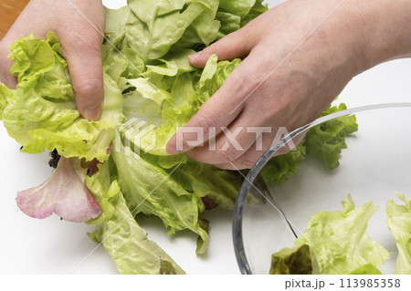 リーフレタス 113985358