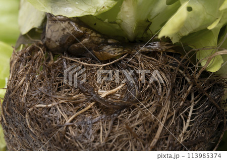 リーフレタス 根 リーフレタス 根 113985374