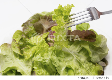 リーフレタス 野菜サラダ リーフレタス 野菜サラダ 113985419