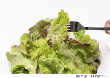 リーフレタス　野菜サラダ 113985420