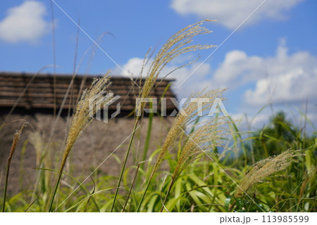 吉野ヶ里遺跡 ススキ 吉野ヶ里遺跡 ススキ 113985599