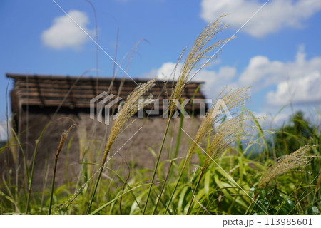 吉野ヶ里遺跡　ススキ 113985601