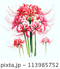 白バックに赤い彼岸花 【AI画像】 113985752