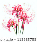 白バックに赤い彼岸花 【AI画像】 113985753