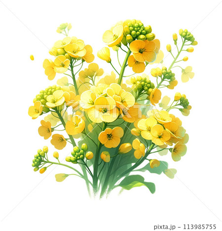 水彩で描いた菜の花の装飾フレーム 【AI画像】 113985755