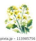 水彩で描いた菜の花のイラスト 【AI画像】 113985756
