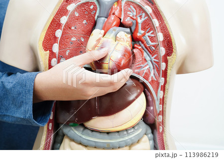 Asian student learning with human body model in anatomy biology in classroom at high school. 113986219