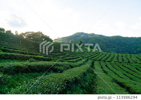 tea plantation and green tea plantation 113986294