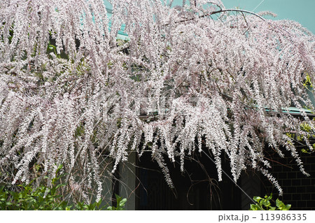 ギョリュウ（御柳） 113986335